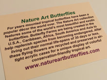 Load image into Gallery viewer, 10&quot;x10&quot;x2&quot; Butterfly Display - Ships within 3 business days
