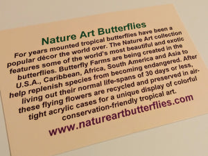 10"x10"x2" Butterfly Display - Ships within 3 business days