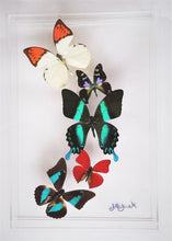 Load image into Gallery viewer, 8&quot;x12&quot;x2&quot; Butterfly Display
