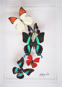 8"x12"x2" Butterfly Display