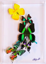 Load image into Gallery viewer, mounted butterflies, butterfly art, real butterfly artwork, butterflies in acrylic cases, butterfly taxidermy
