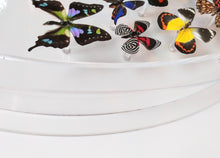 Load image into Gallery viewer, 30&quot; circle, butterfly displays, mounted butterflies, framed butterflies, butterfly art, real butterflies, butterfly display  butterflies acrylic cases
