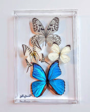 Load image into Gallery viewer, NEW! butterfly display, framed butterflies, mounted butterflies, butterfly art, preserved butterfly, butterfly taxidermy, butterfly FRAME
