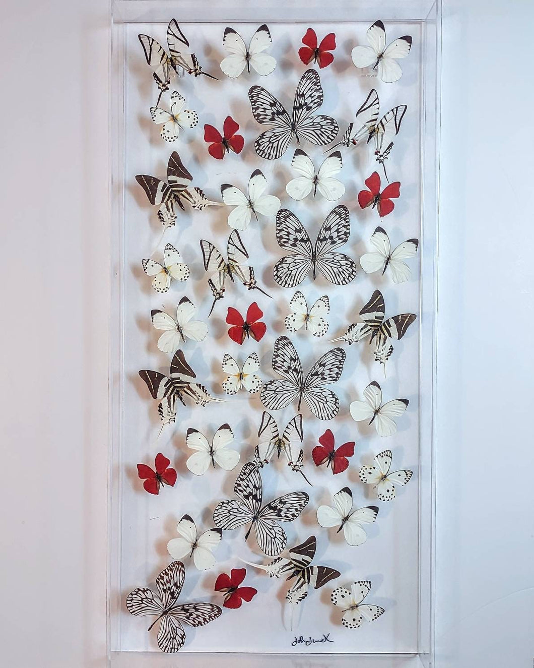 16x34 framed butterflies, mounted butterfly, butterfly art, preserved butterfly, butterfly taxidermy, butterfly collection, framed butterfly