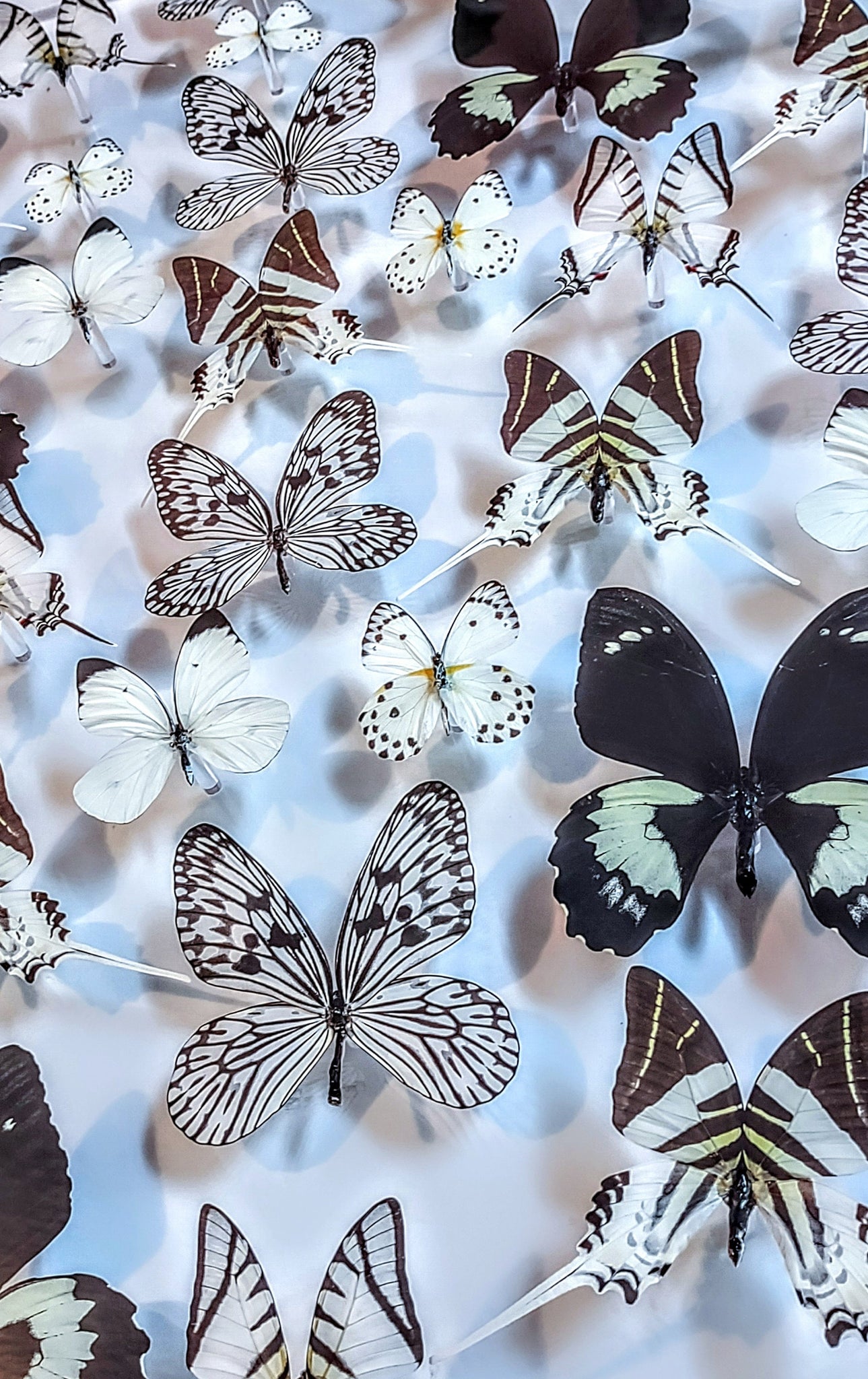 20x30x2.5 butterfly display, framed butterflies, mounted