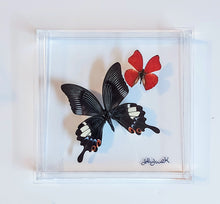 Load image into Gallery viewer, NEW! butterfly display, framed butterflies, mounted butterflies, butterfly art, preserved butterflies, butterfly taxidermy, butterfly frame
