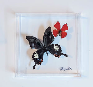 NEW! butterfly display, framed butterflies, mounted butterflies, butterfly art, preserved butterflies, butterfly taxidermy, butterfly frame