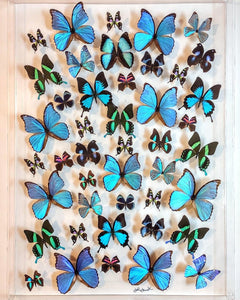 25x35 butterfly display