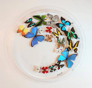 24" x 2" Butterfly Display