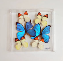 Load image into Gallery viewer, 10&quot;x10&quot;x2&quot; Butterfly Display - Ships within 3 business days
