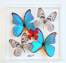 Load image into Gallery viewer, 10&quot;x10&quot;x2&quot; Butterfly Display - Ships within 3 business days
