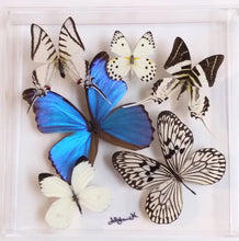 Load image into Gallery viewer, 10&quot;x10&quot;x2&quot; Butterfly Display - Ships within 3 business days
