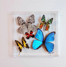 Load image into Gallery viewer, 10&quot;x10&quot;x2&quot; Butterfly Display - Ships within 3 business days
