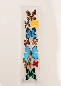 6"x24"x2" Butterfly Display