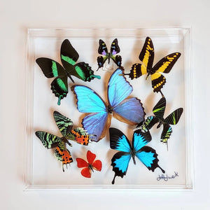 12"x12"x2" Butterly Display