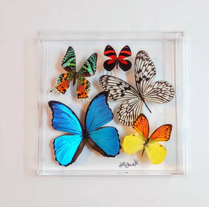 10"x10"x2" Butterfly Display - Ships within 3 business days