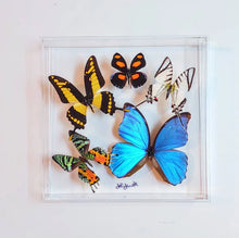 Load image into Gallery viewer, 10&quot;x10&quot;x2&quot; Butterfly Display - Ships within 3 business days
