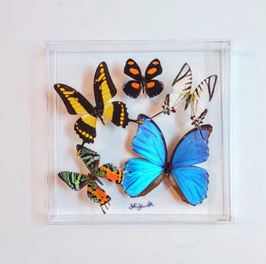 10"x10"x2" Butterfly Display - Ships within 3 business days