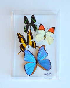 8"x12"x2" Butterfly Display