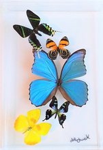 Load image into Gallery viewer, 8&quot;x12&quot;x2&quot; Butterfly Display
