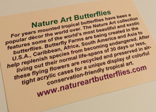 Load image into Gallery viewer, 8&quot;x12&quot;x2&quot; Butterfly Display
