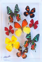 Load image into Gallery viewer, 8&quot;x12&quot;x2&quot; Butterfly Display
