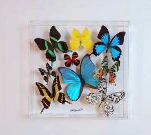 12"x12"x2" Butterly Display