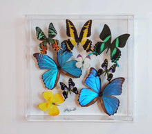 Load image into Gallery viewer, 12&quot;x12&quot;x2&quot; Butterly Display
